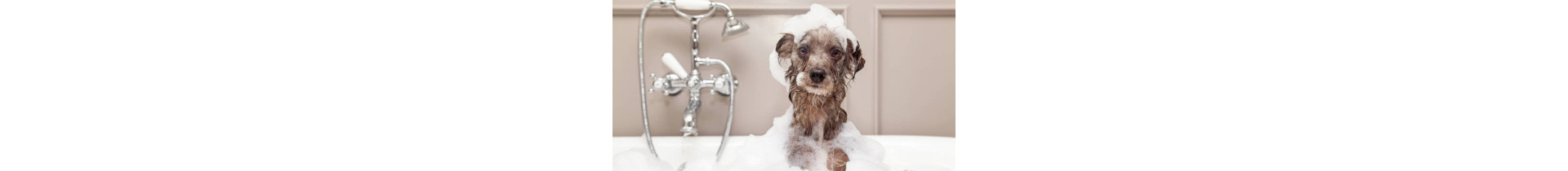 SHAMPI